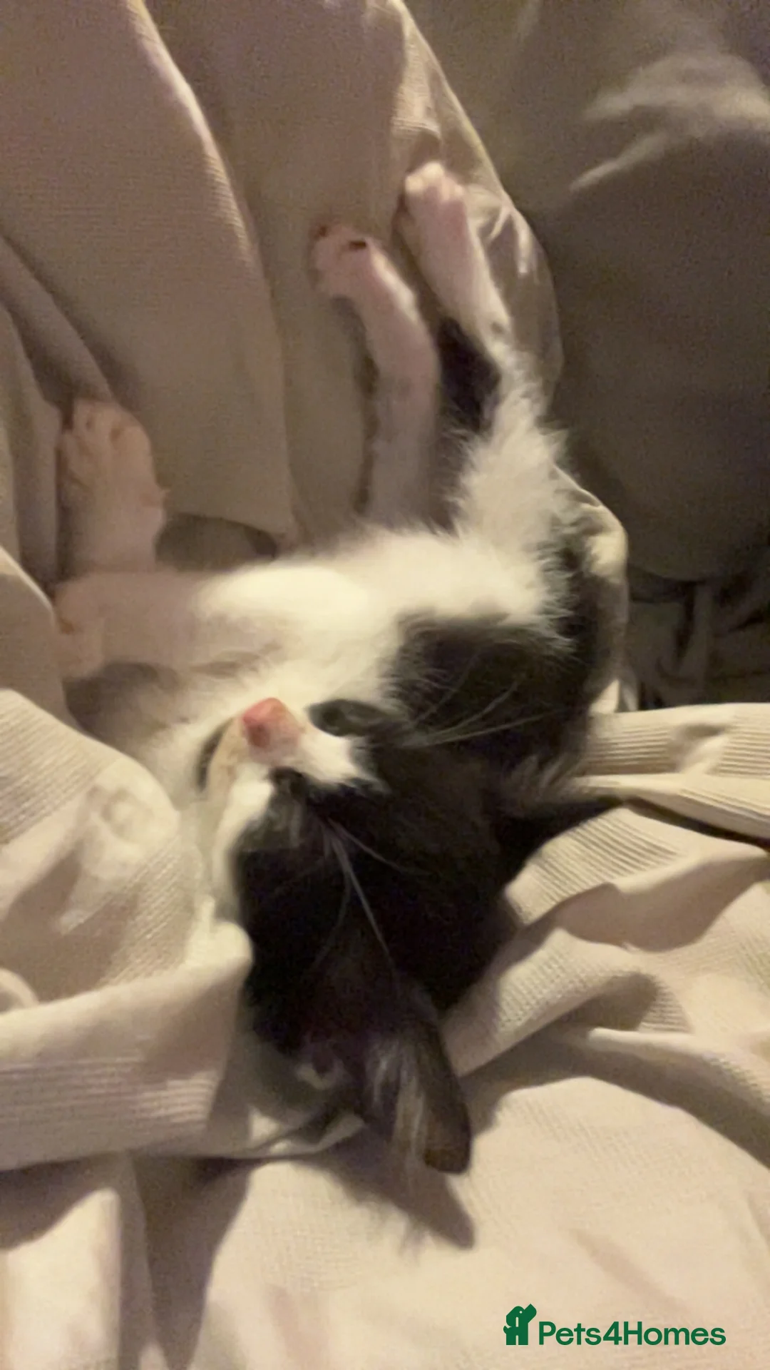 Domestic Shorthair cats for sale: 1 male kitten in Belfast - Advert 2
