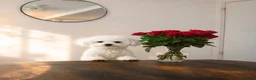 Bichon Frise dogs for sale:   Chico looking for a Loving Home - Advert 4