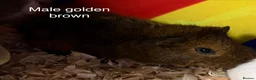 Guinea Pig rodents for sale: Baby guinea pigs, male and female available  - Advert 5