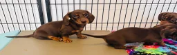 Miniature Dachshund dogs for sale: Beautiful short coat dachshund puppies  - Advert 5