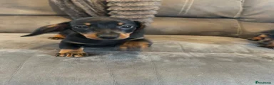 Miniature Dachshund Puppy 1
