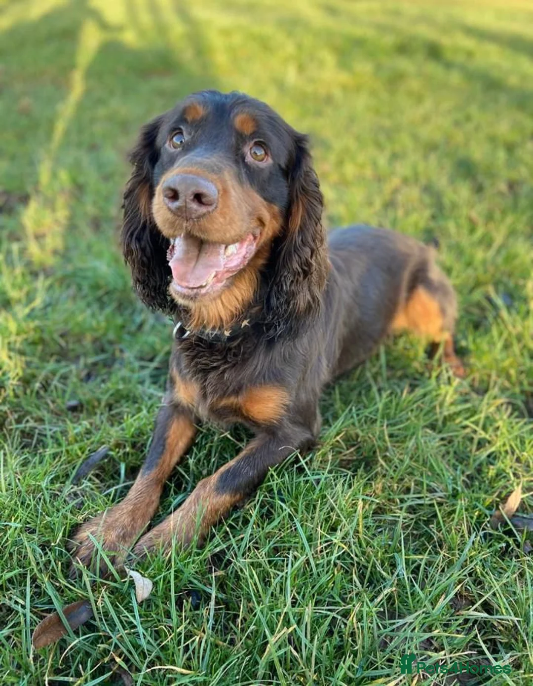 Cocker Spaniel dogs for stud: Proven Stud - Working Cocker Spaniel in Middlewich - Advert 10