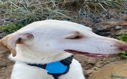 Mixed Breed dogs for adoption: Meet Oakley,  currently residing in Fife - Image 4