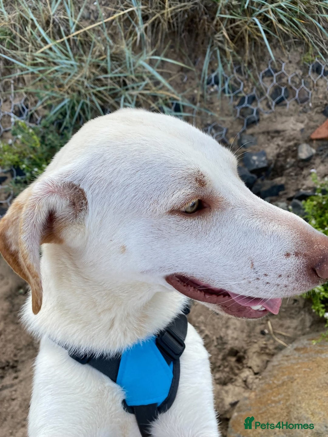 Mixed Breed dogs for adoption: Meet Oakley,  currently residing in Fife - Image 4
