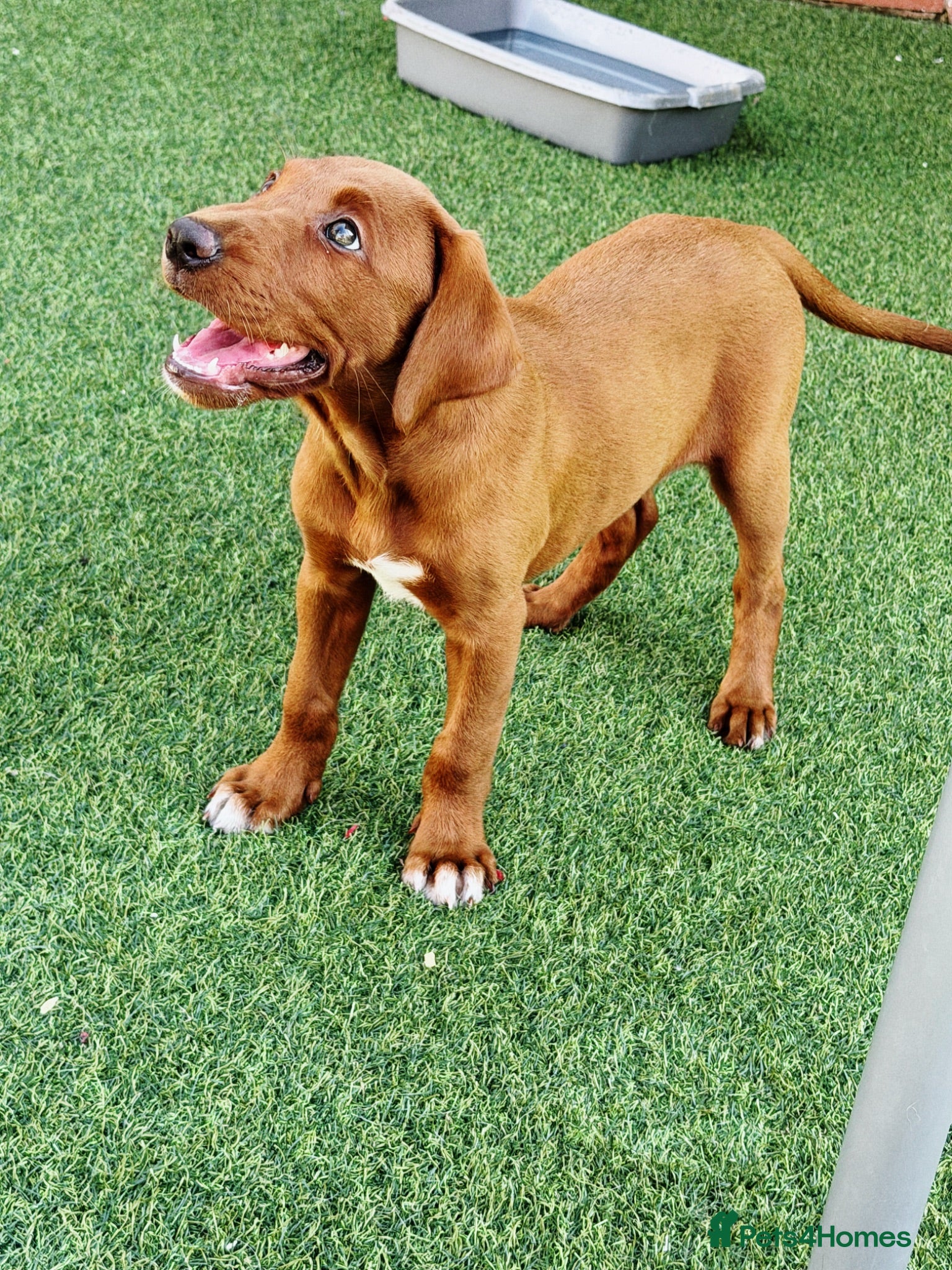 Labrador Retriever dogs One girl ready now super fully health tested reds  - Advert 2