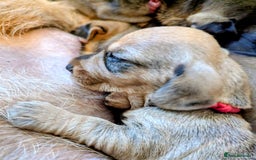 Dachshund dogs for sale: Standard Wirehaired Dachshund Puppies - Image 29