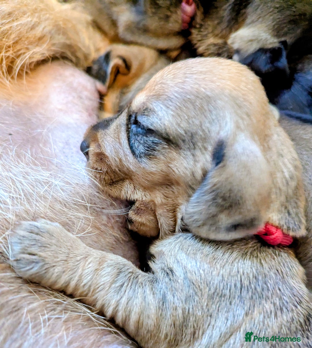 Dachshund dogs for sale: Standard Wirehaired Dachshund Puppies - Image 29