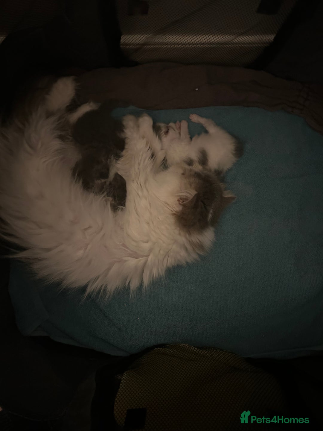 Persian cats for sale: Persian Kittens Top Quality Bloodlines - Advert 4