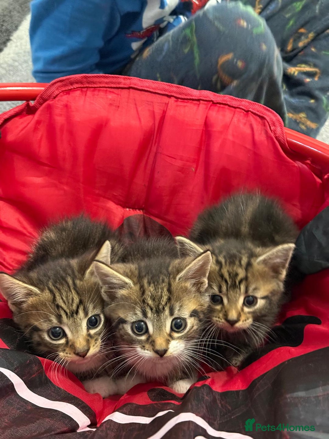 Mixed Breed cats for sale: European shorthair tabby cross kittens available.  - Image 19