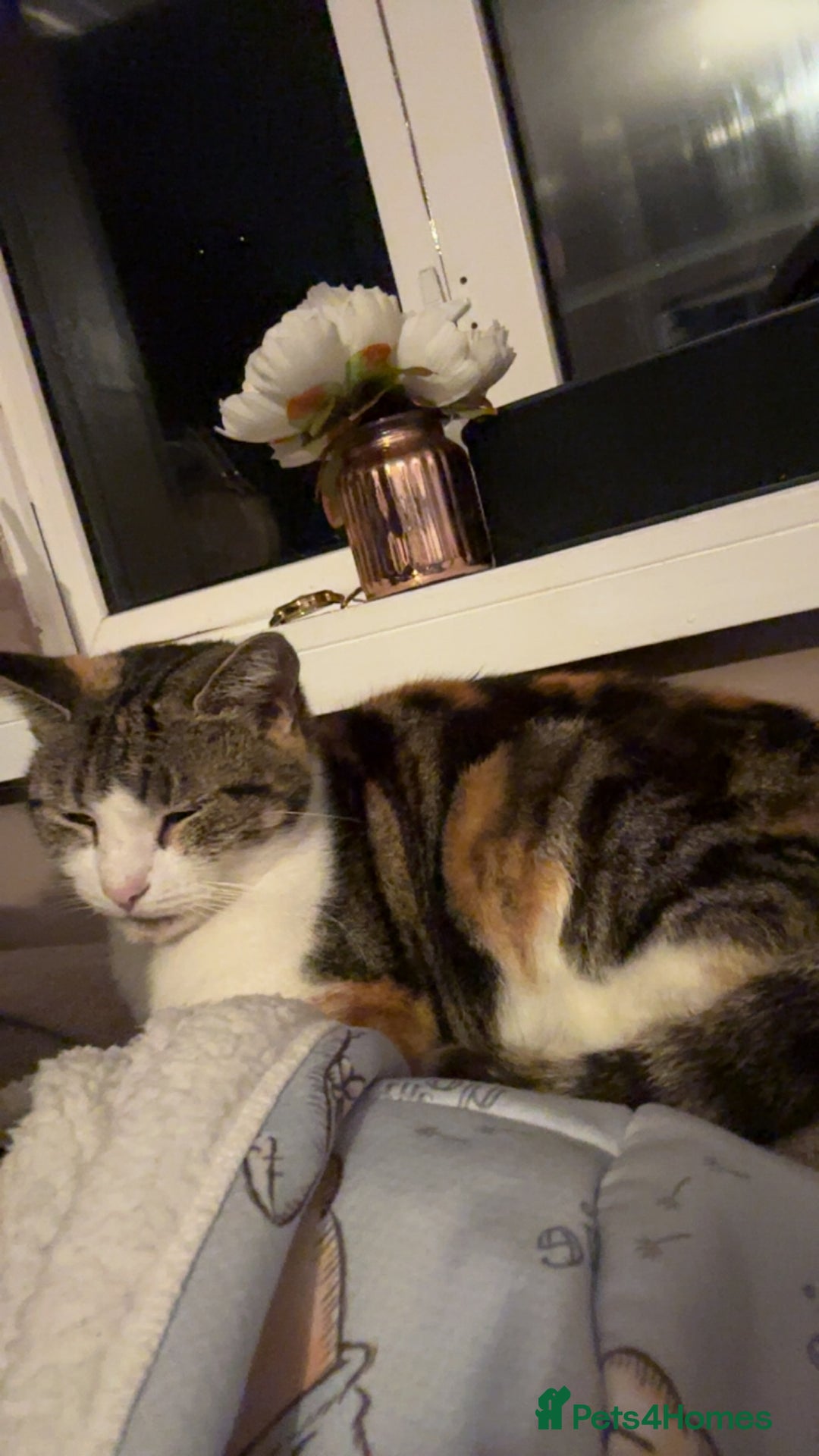 British Shorthair cats for sale: Gorgeous 8yr old female cat for sale - Image 2