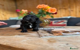 Cocker Spaniel dogs for sale: Kc cocker spaniels  - Image 15