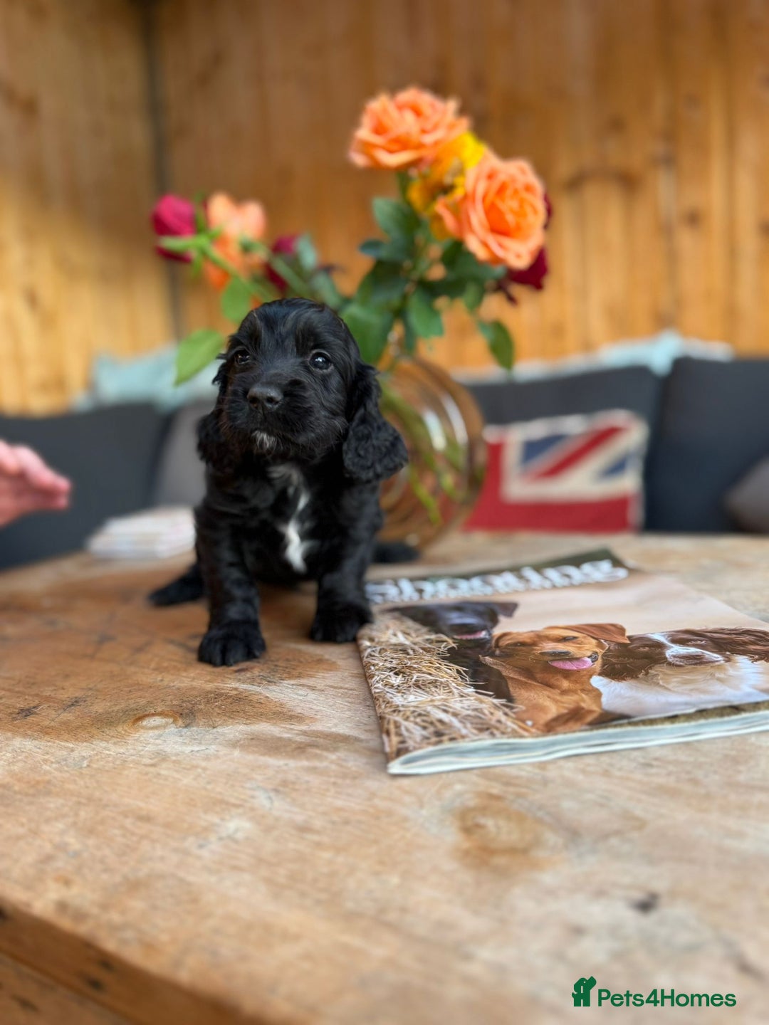 Cocker Spaniel dogs for sale: Kc cocker spaniels  - Image 15