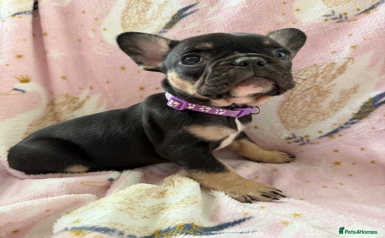 French Bulldog dogs 1 girl available KC registered frenchies🐾 - Advert 10