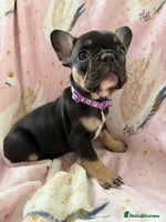 French Bulldog dogs 1 girl available KC registered frenchies🐾 - Advert 2