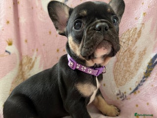 French Bulldog dogs 1 girl available KC registered frenchies🐾 - Advert 12