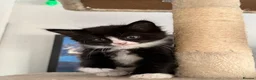 Mixed Breed cats for sale: 3 cheeky kittens - Advert 13