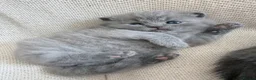 British Shorthair cats for sale: Pure Pedigree Blue BSH Kittens GCCF  - Advert 4