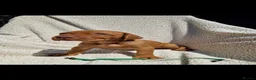 Hungarian Vizsla dogs for sale: Part Trained Daisy’s 2nd litter Hungarian vizsla - Advert 9