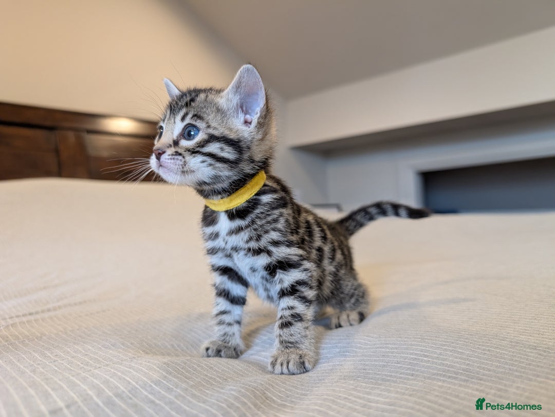 Bengal cats for sale: 🖤🤎 Gorgeous Bengal Kittens 🤎🖤 - Image 6
