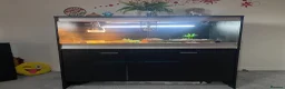 Lizard reptiles for sale: Moroccan Uromastyx (+/- set up)  in Glasgow - Advert 7