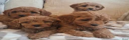 Cavapoo dogs for sale: Cavapoo puppies  in Edinburgh - Advert 3