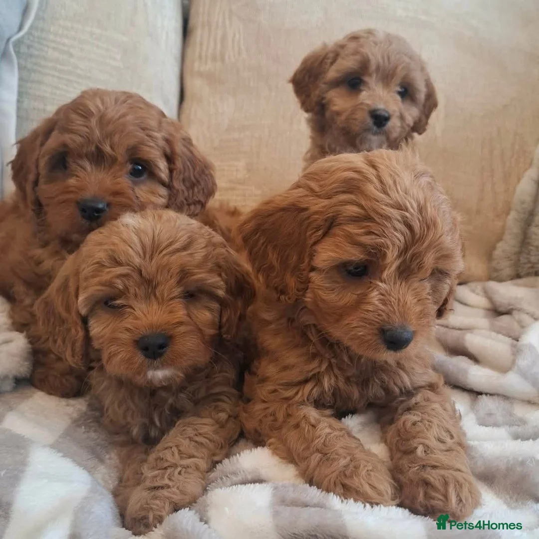 Cavapoo dogs for sale: Cavapoo puppies  in Edinburgh - Advert 3