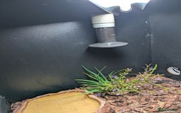 Gecko reptiles for sale: Female gecko for sale  - Image 9