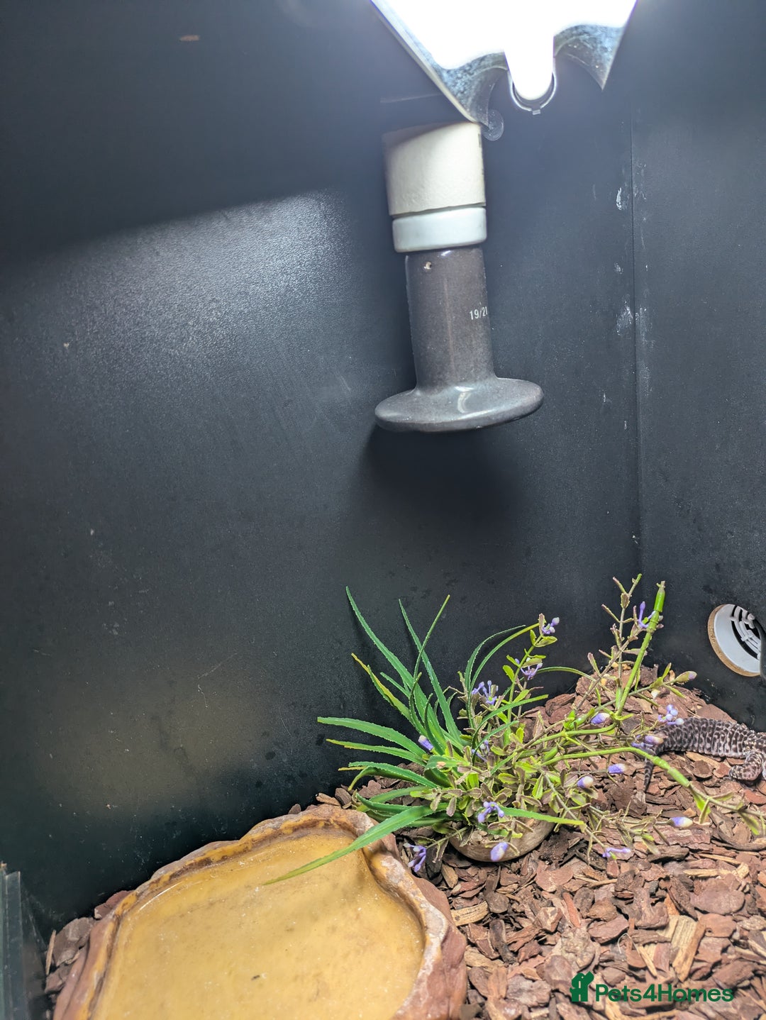 Gecko reptiles for sale: Female gecko for sale  - Image 9