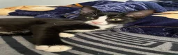 Mixed Breed cats for sale: 4 beautiful kittens! - Advert 4
