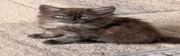 Mixed Breed cats for sale: Maine coon x - Advert 4