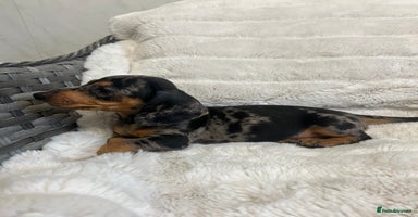 Dachshund dogs - Advert 15