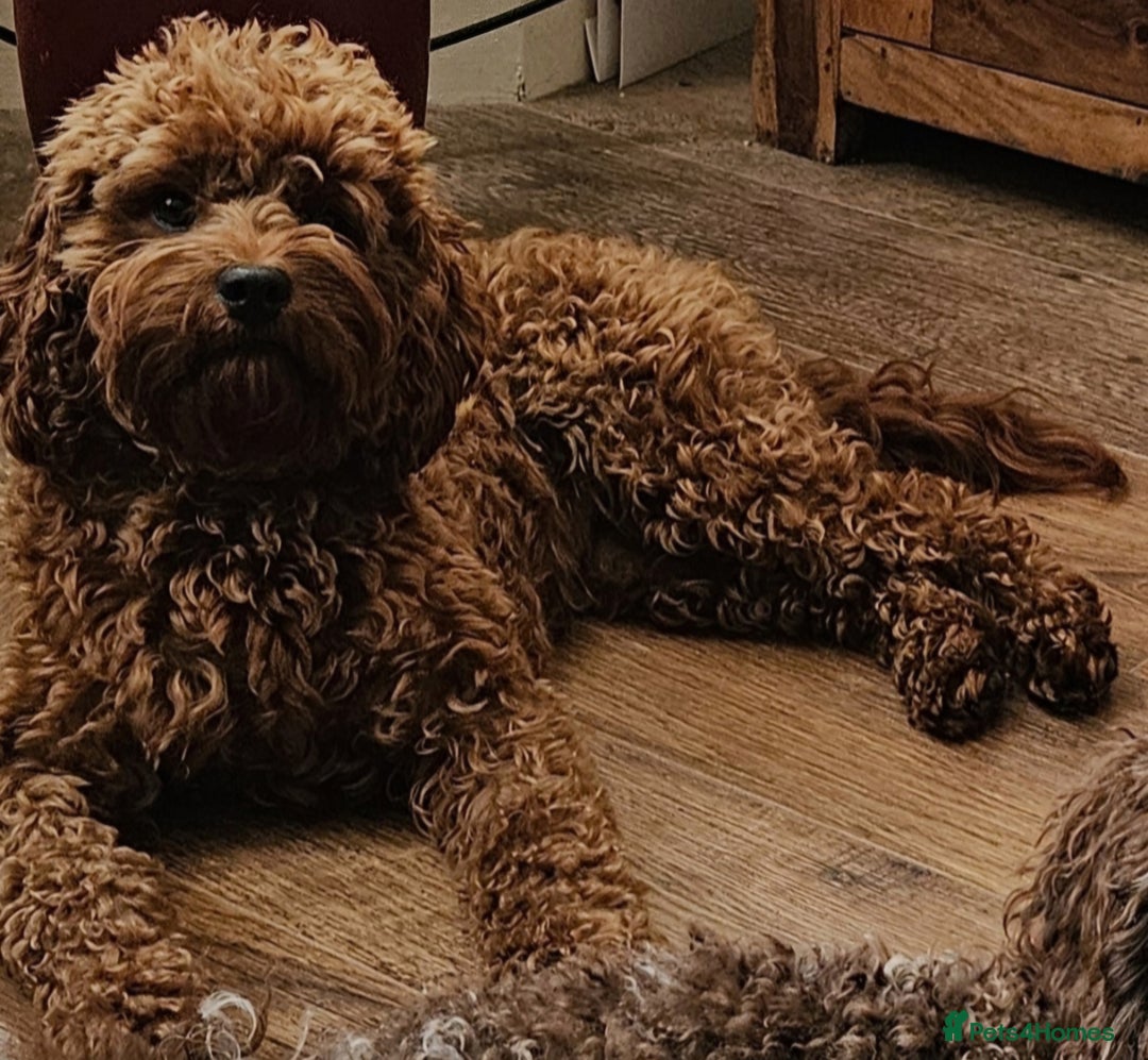 Cavapoo dogs for sale: 3 cavapoo puppies  - Advert 1