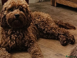 Cavapoo dogs 3 cavapoo puppies - Advert 1