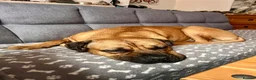 Mastiff dogs for sale: Big handsome softy Mastiff boy - Advert 2