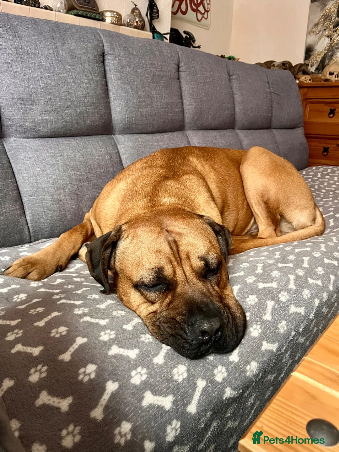 Mastiff dogs for sale: Big handsome softy Mastiff boy - Advert 2