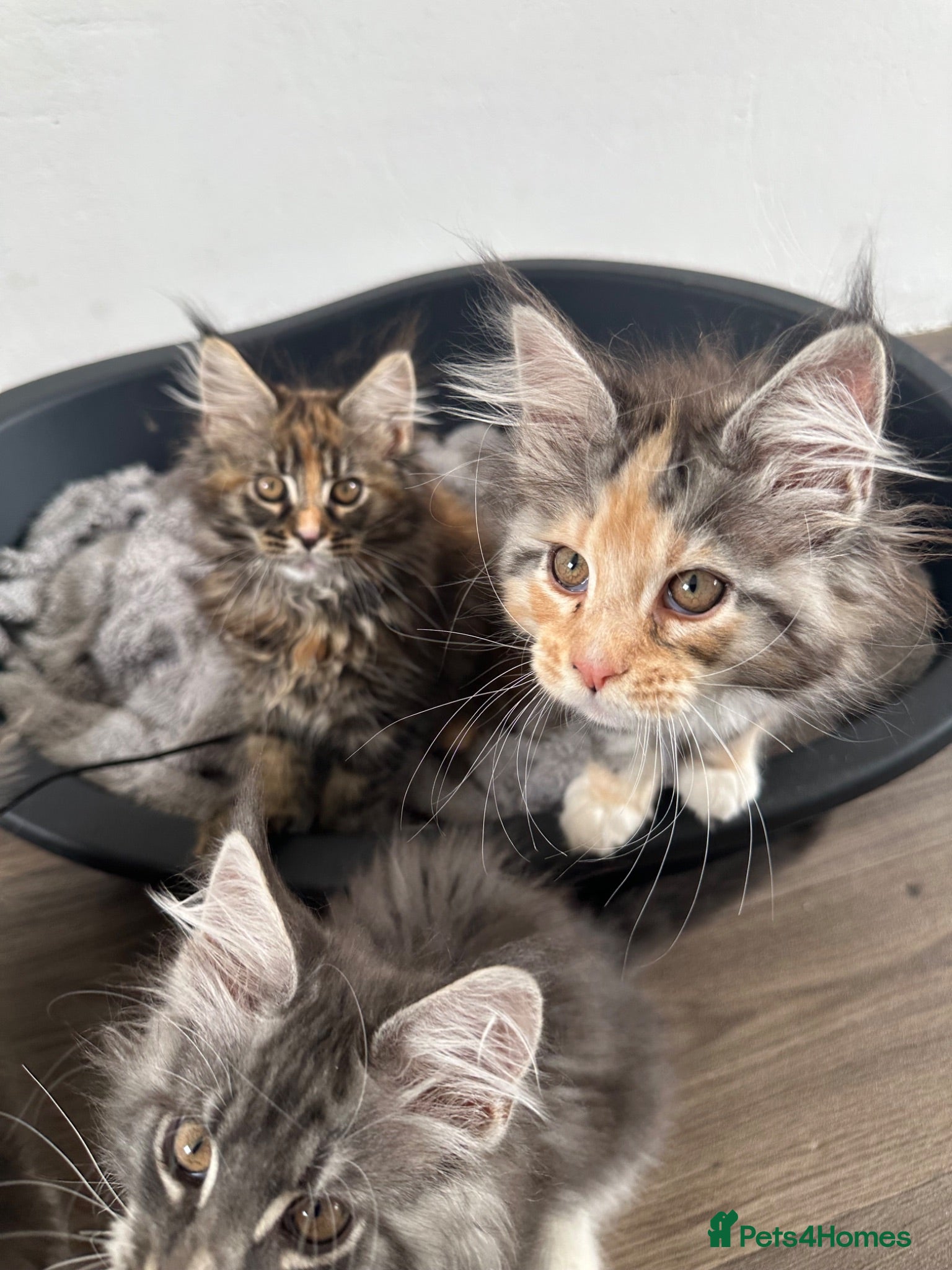 Maine Coon cats UPDATED PICS - GCCF Registered Maine Coon Kittens - Advert 2