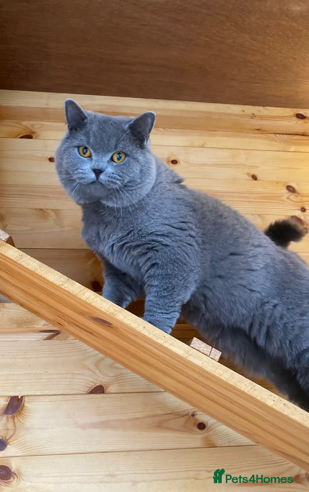 British Shorthair cats for stud: GCCF British Shorthair Blue&Chocolate Champions - Advert 10