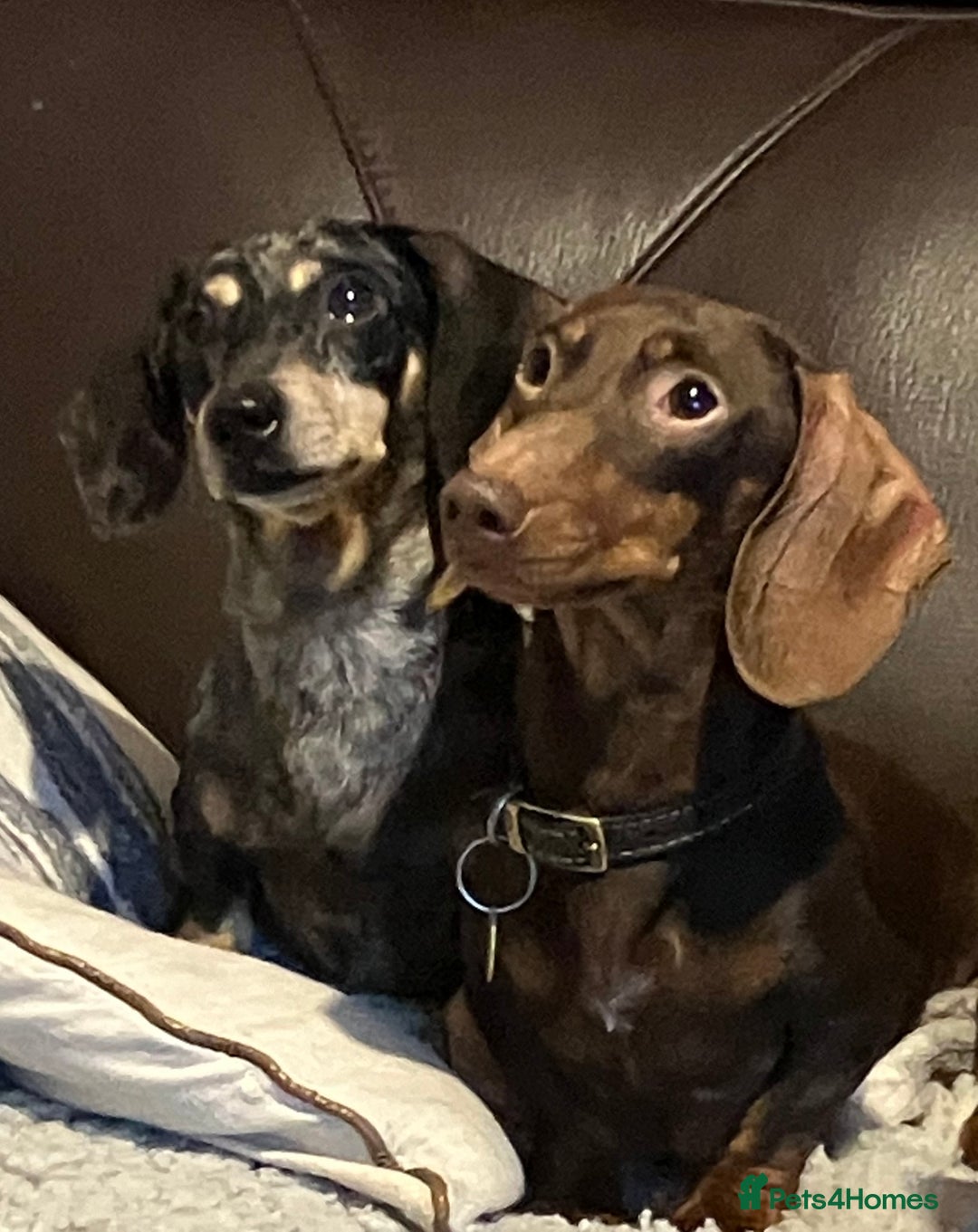 Miniature Dachshund dogs for stud: kc reg.. fully health tested miniature dachshund in Wrexham - Advert 10
