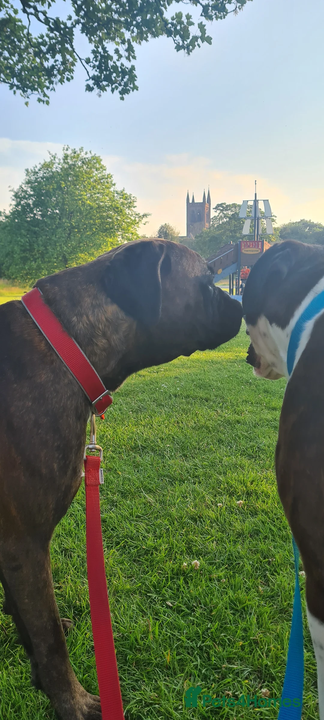 Gallery Image {{count}}