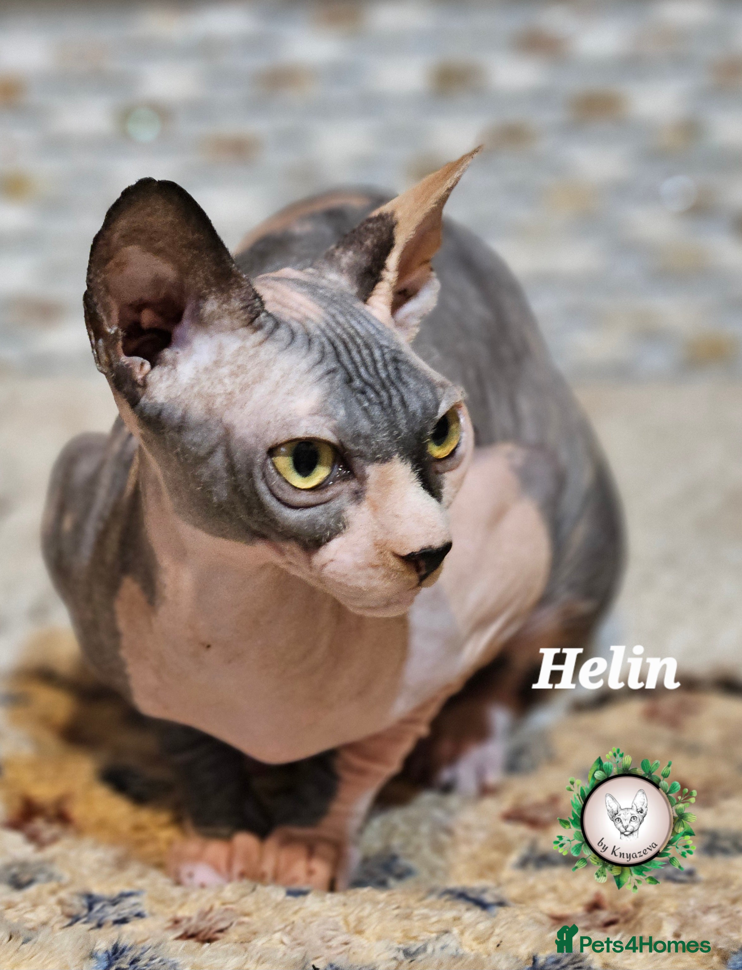 Sphynx cats Beautiful Canadian Sphynx Champion father line ❤️  - Advert 1