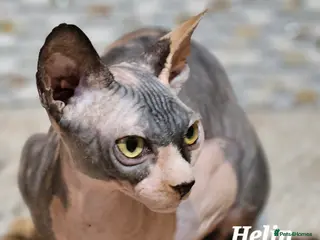 Sphynx cats Beautiful Canadian Sphynx Champion father line ❤️ - Advert 1