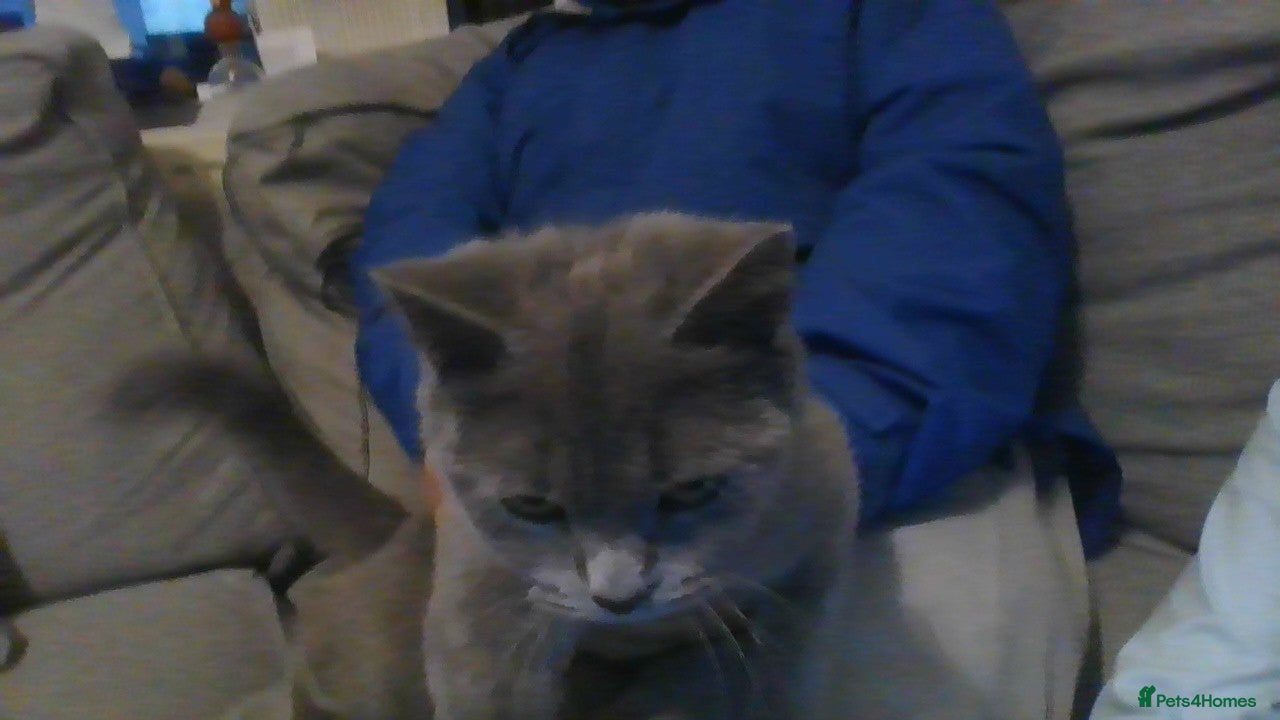 British Shorthair cats £500 kitten in Birmingham - Advert 1