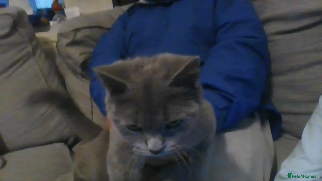 British Shorthair cats for sale: £500 kitten in Birmingham in Birmingham - Advert 1