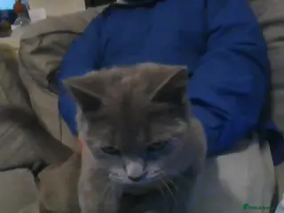 British Shorthair cats £500 kitten in Birmingham - Advert 1