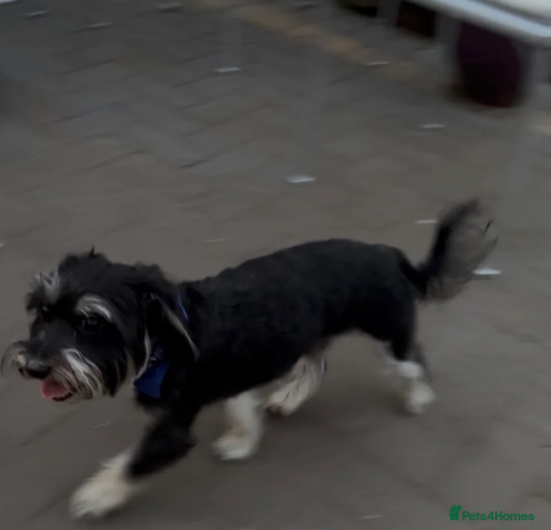 Morkie dogs for stud: Morkie boy, Ted, for stud in Walsall - Advert 2
