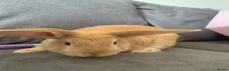 Rex rabbits for sale: 2 rabbits  - Advert 1