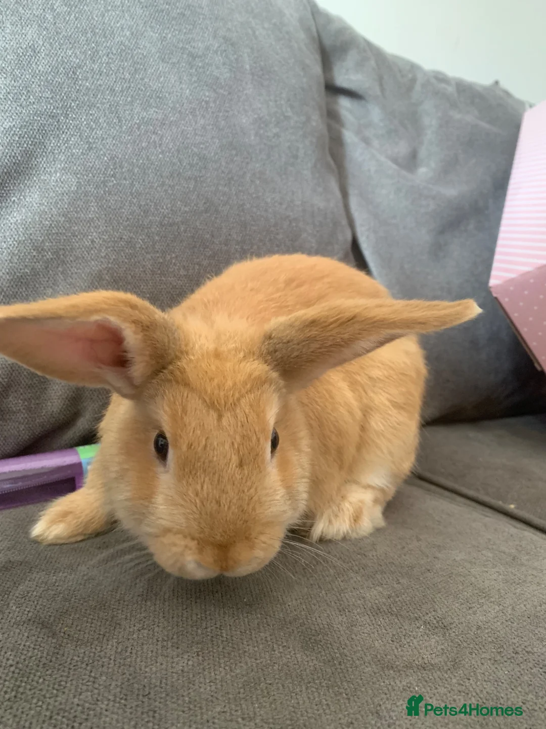 Rex rabbits for sale: 2 rabbits  - Advert 1