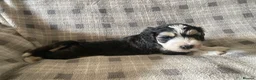 Cockapoo dogs for sale: Belles beautiful Angels  - Advert 22