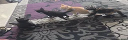 Mixed Breed cats for sale: 4 gorgeous kittens for sale - Advert 9