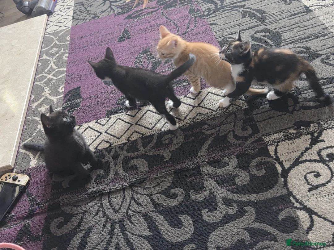 Mixed Breed cats for sale: 4 gorgeous kittens for sale - Advert 9